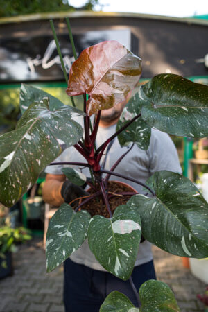 Philodendron Red Anderson