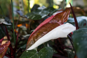 Philodendron Red Anderson