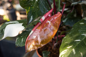 Philodendron Red Anderson