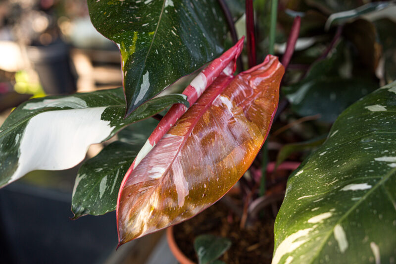 Philodendron Red Anderson