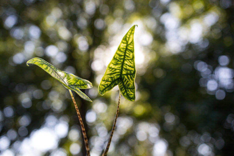 Alocasia Reticulata