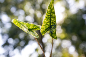 Alocasia Reticulata