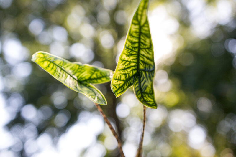 Alocasia Reticulata