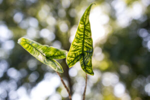 Alocasia Reticulata