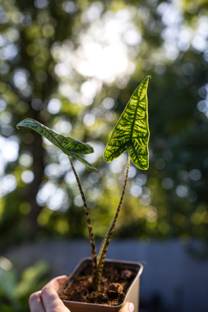 Alocasia Reticulata