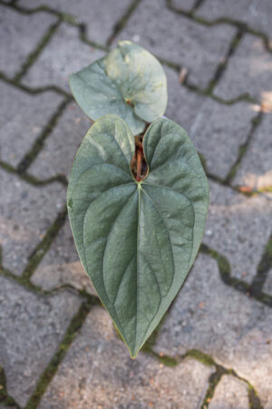 anthurium sp silver peru