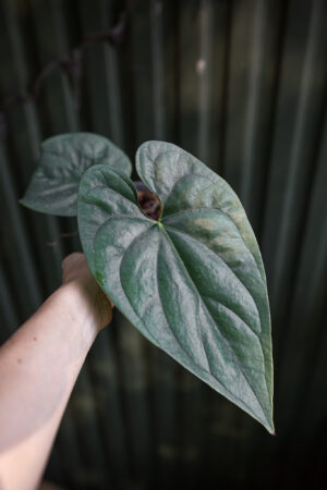 anthurium sp silver peru