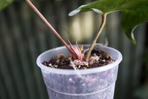 anthurium sp silver peru