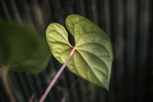 anthurium sp silver peru