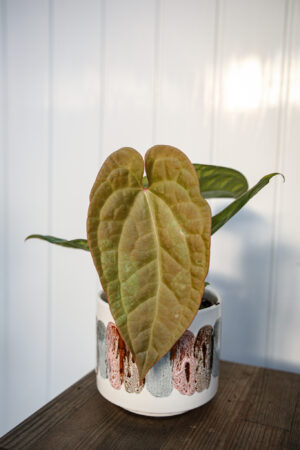 Anthurium crystallinum x luxurians  ‘Raven Soul’