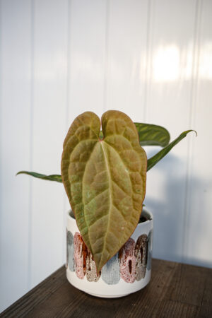 Anthurium crystallinum x luxurians  ‘Raven Soul’