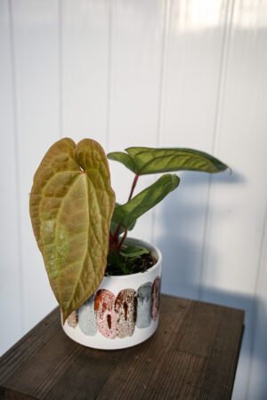 Anthurium crystallinum x luxurians  ‘Raven Soul’