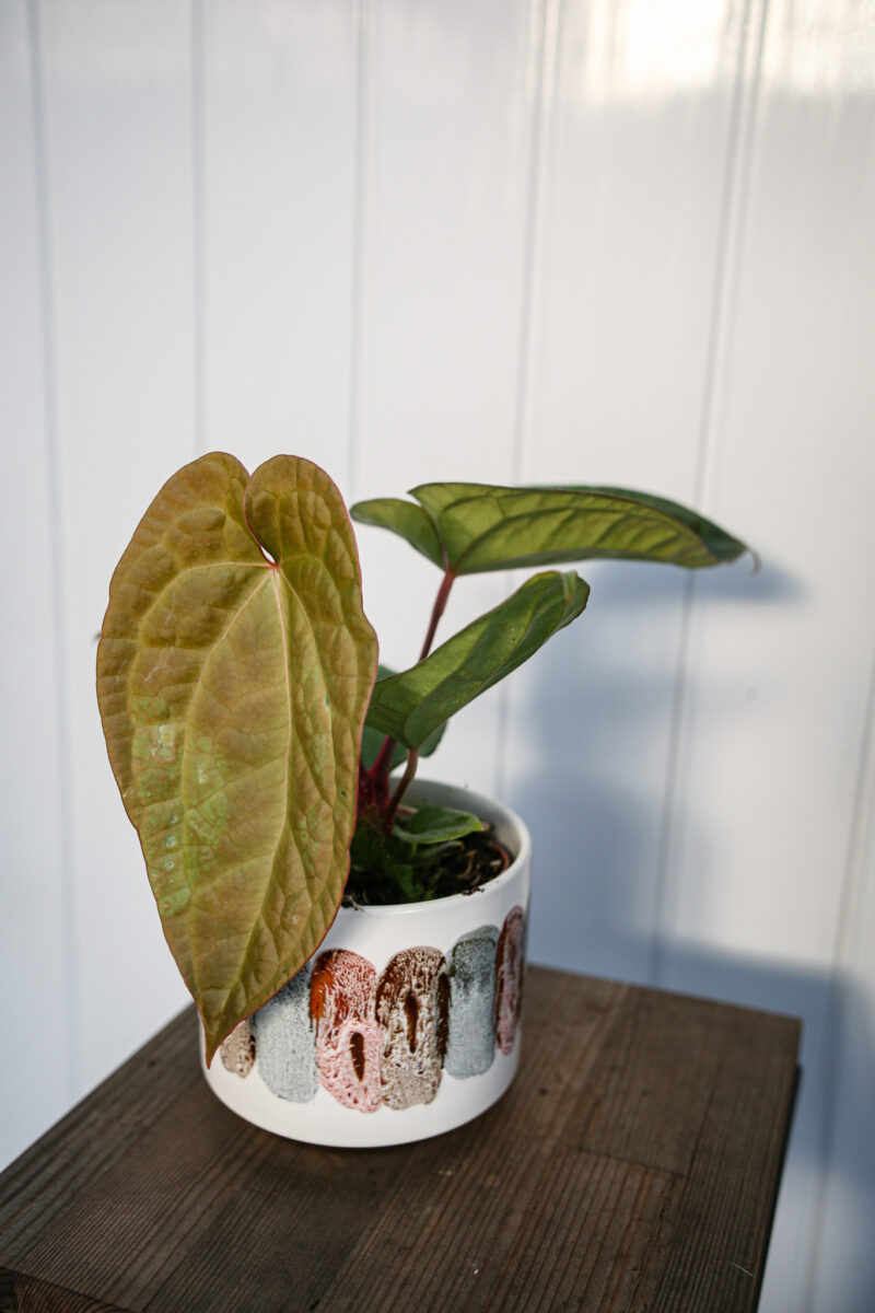 Anthurium crystallinum x luxurians  ‘Raven Soul’