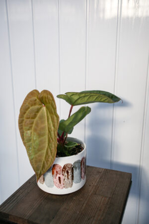 Anthurium crystallinum x luxurians  ‘Raven Soul’
