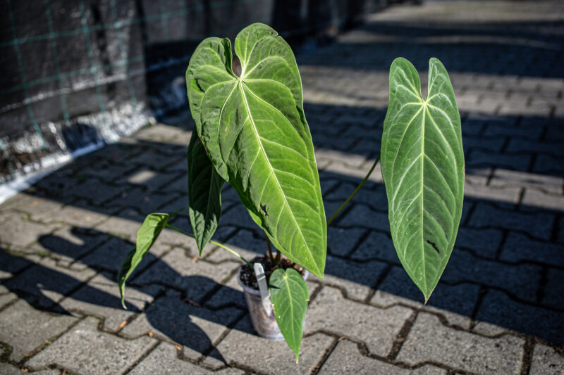 Anthurium Metallicum