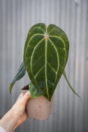Anthurium Magnificum Dark x Forgetii