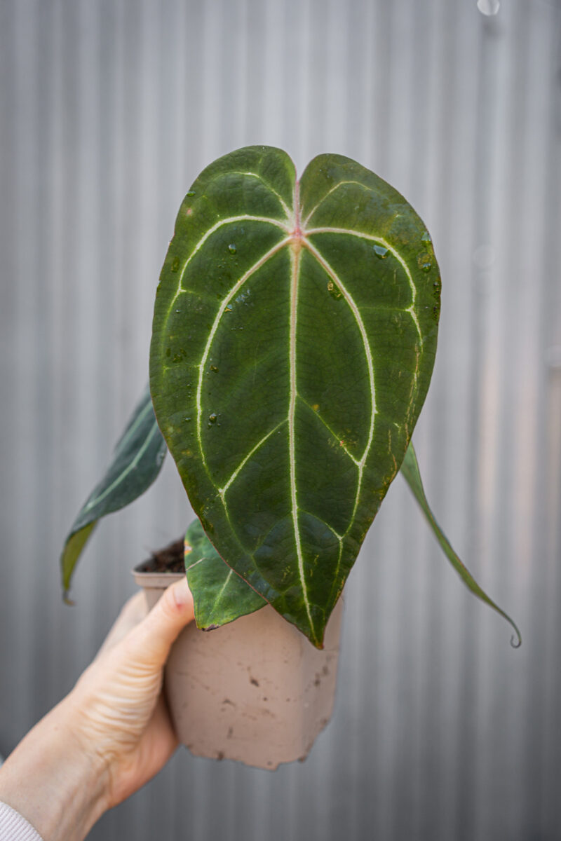 Anthurium Magnificum Dark x Forgetii