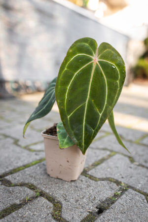 Anthurium Magnificum Dark x Forgetii