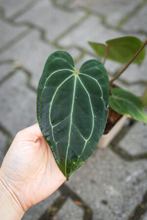 Anthurium Magnificum Dark x Forgetii