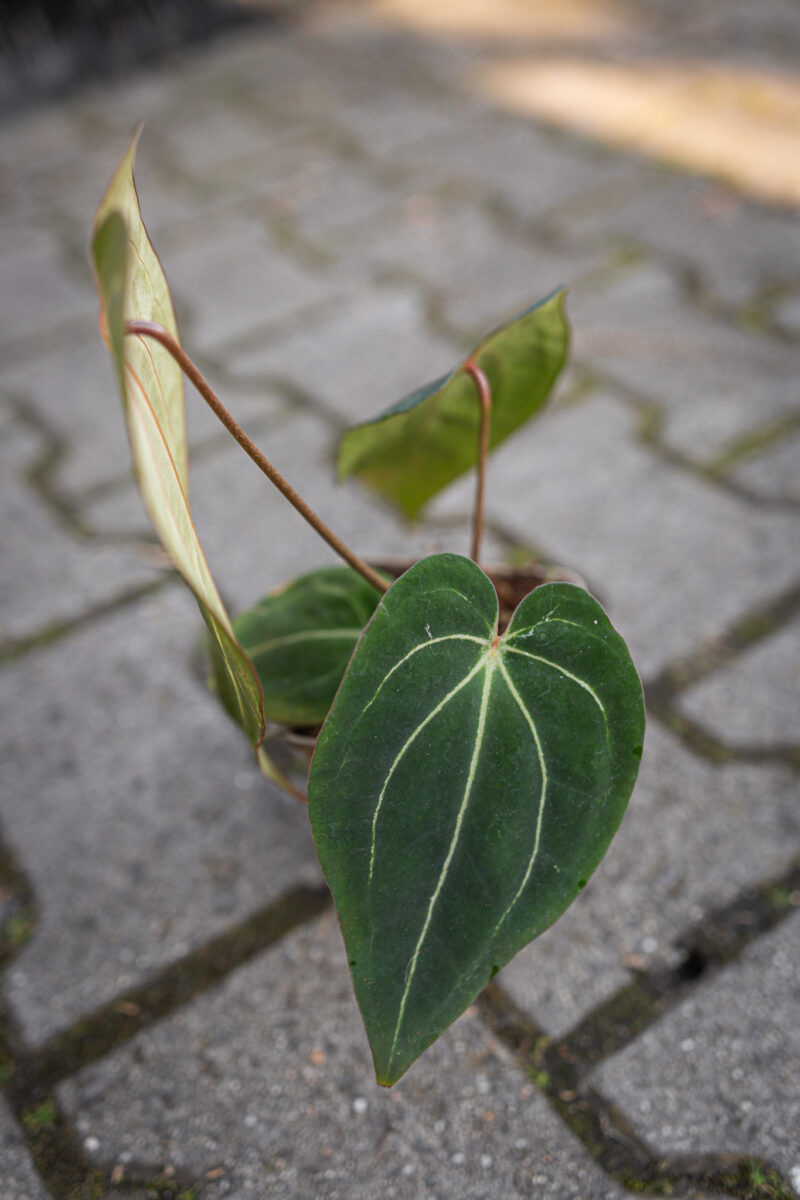 Anthurium Magnificum Dark x Forgetii