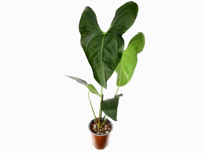 Anthurium pinkleyi x forgetii