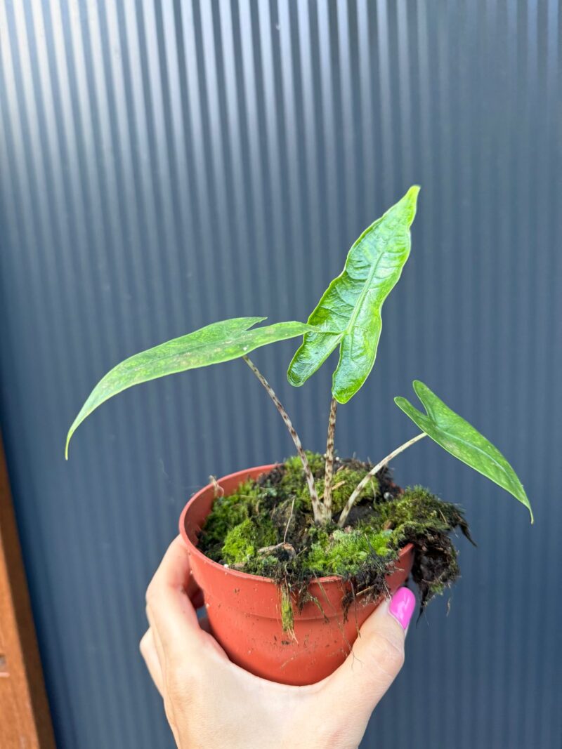 Alocasia Reticulata