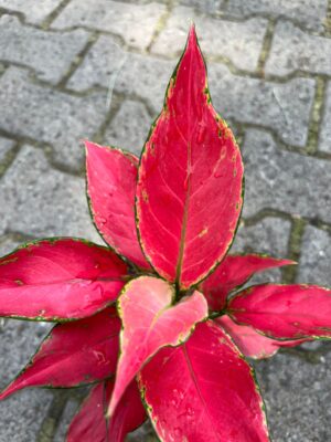 Aglaonema Cherry Baby