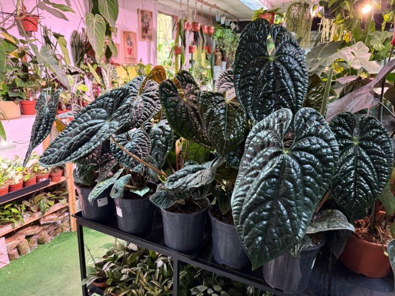 Anthurium Luxurians