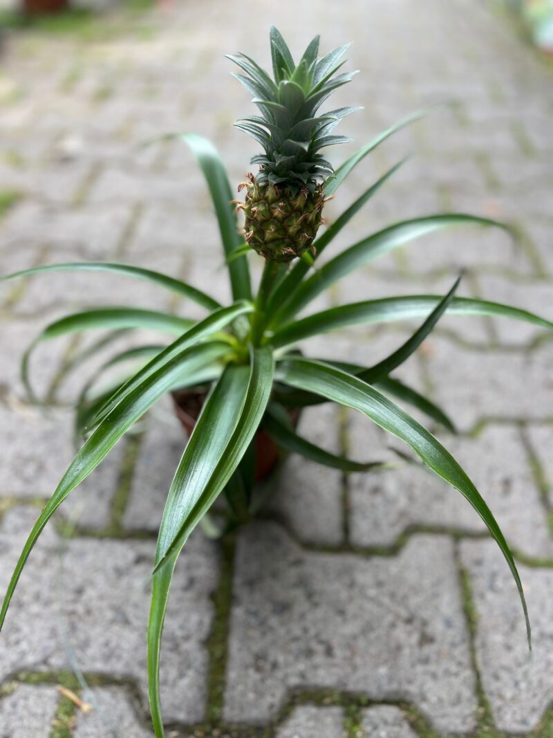 Ananas ‘Mi Amigo’