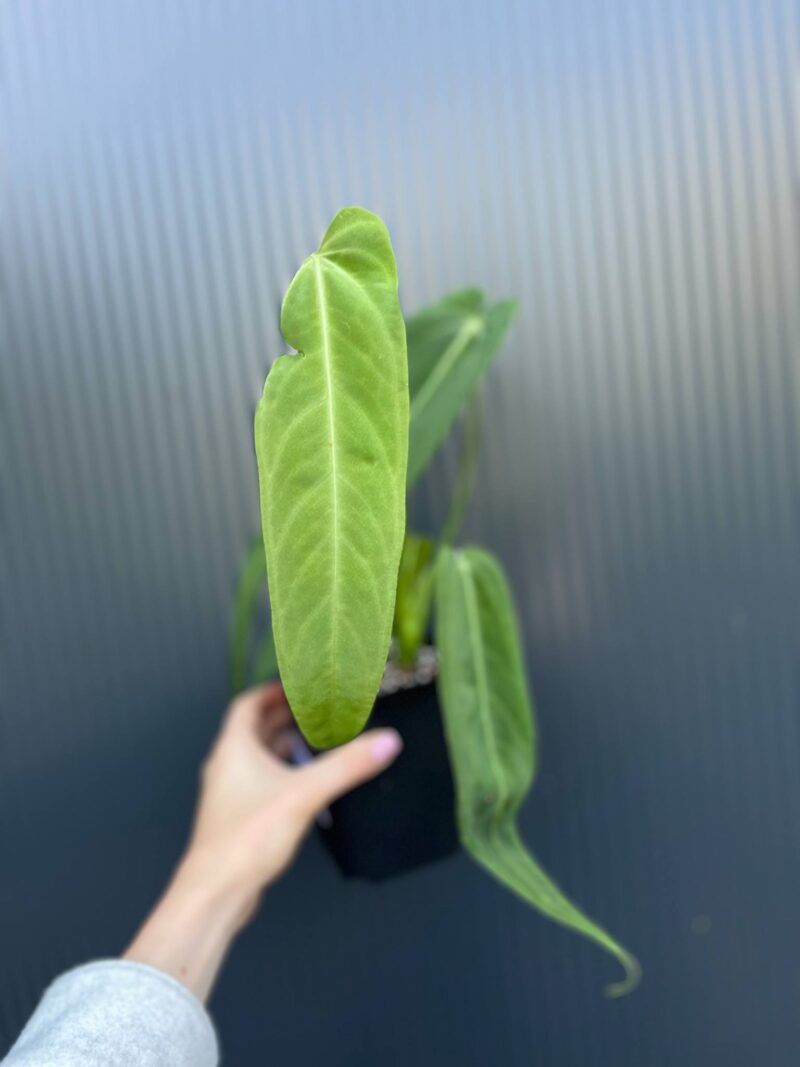 Anthurium Warocqueanum Esmeralda