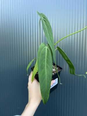 Anthurium Warocqueanum Esmeralda