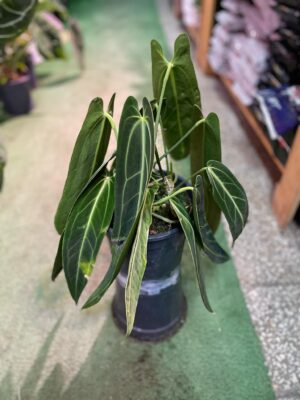 Anthurium Warocqueanum