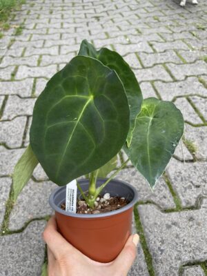 Anthurium Forgetti Dark