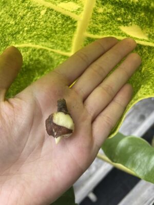 Alocasia New Guiena Gold – bulwa