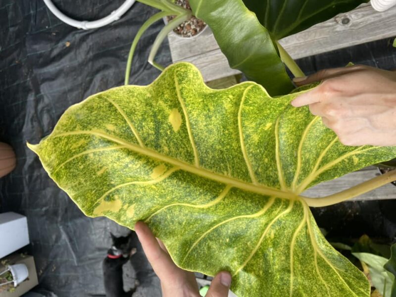 Alocasia New Guiena Gold – bulwa