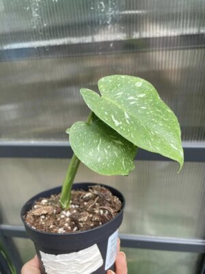 Monstera Thai S