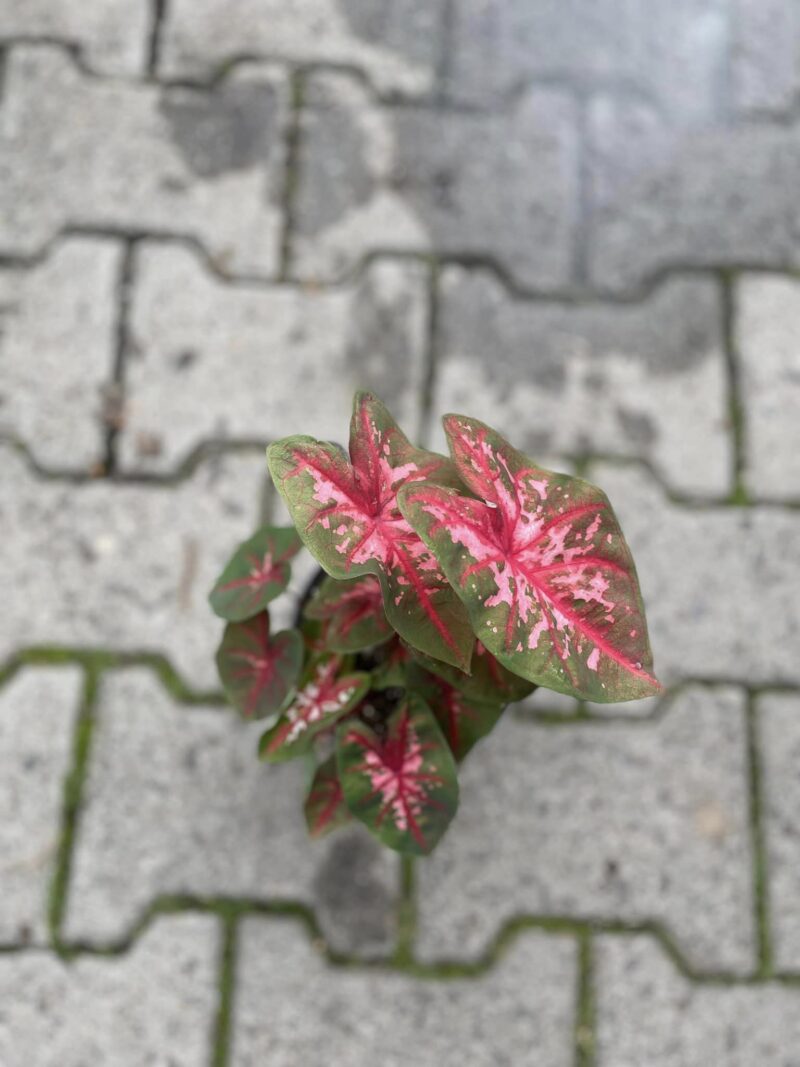 caladium mix
