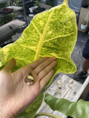 Alocasia New Guiena Gold – bulwa