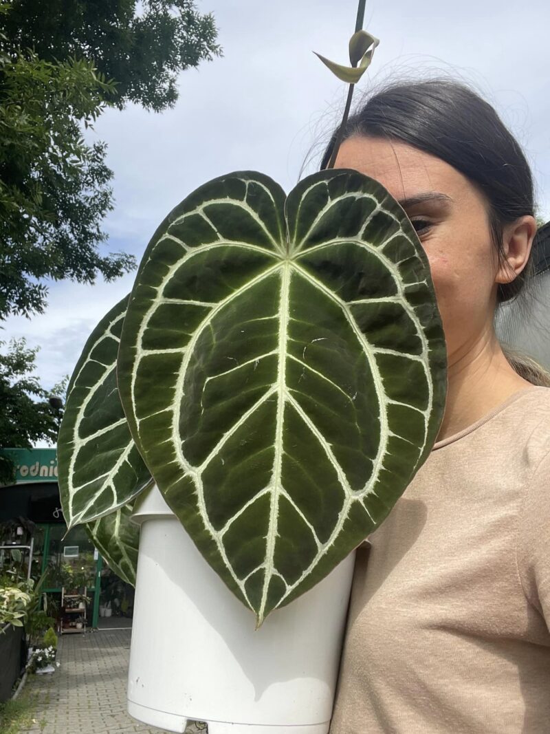 Anthurium Crystalinum rezerwacja