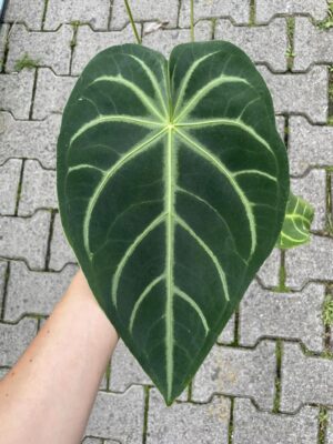Anthurium magnificum silver