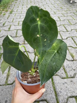 Anthurium Forgetti Dark