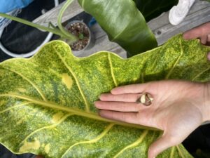 Alocasia New Guiena Gold – bulwa