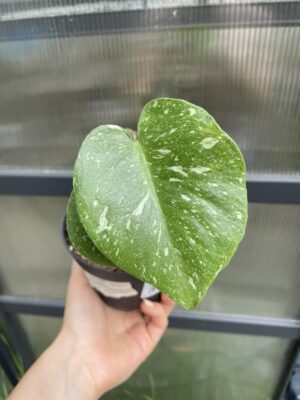 Monstera Thai S