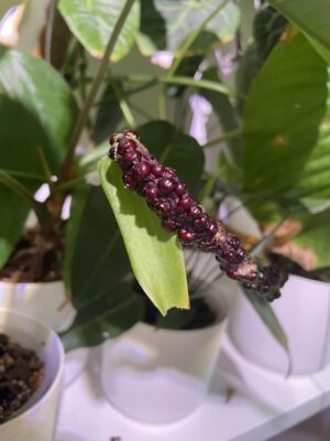 Anthurium Sagittatum nasiona