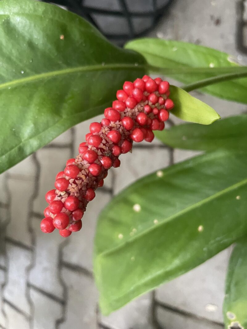 Anthurium Bakeri – nasiona