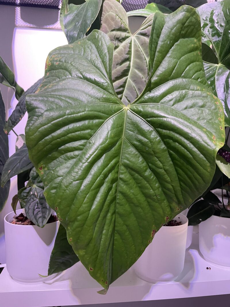 Anthurium Sagittatum nasiona