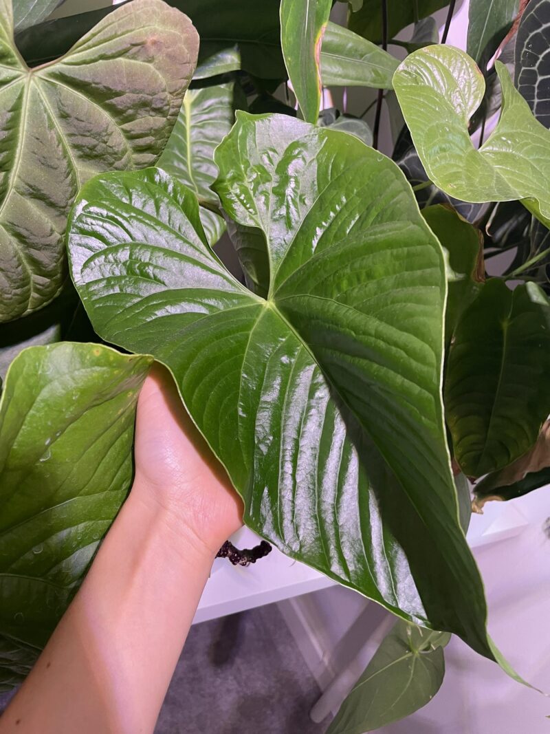 Anthurium Sagittatum nasiona