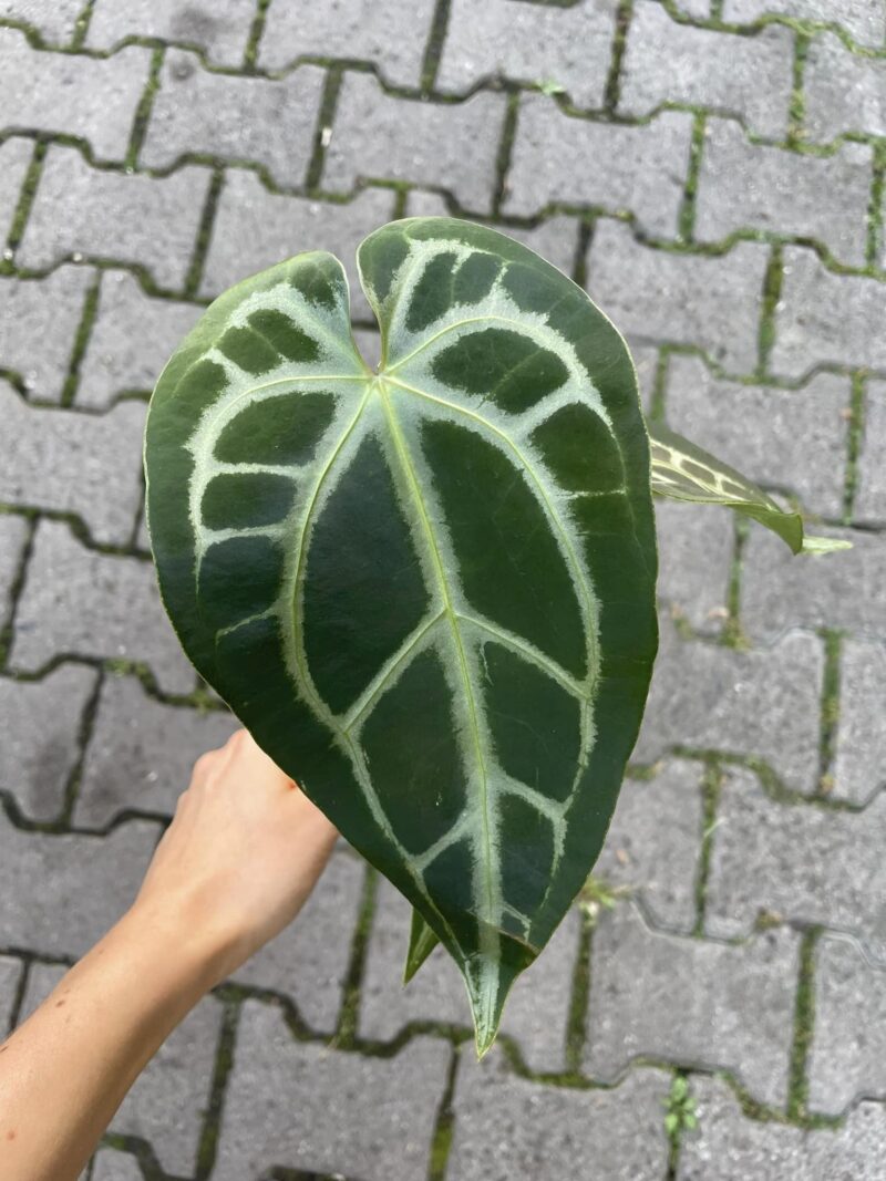 Anthurium magnificum silver