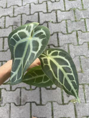 Anthurium magnificum silver