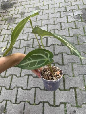 Anthurium magnificum silver